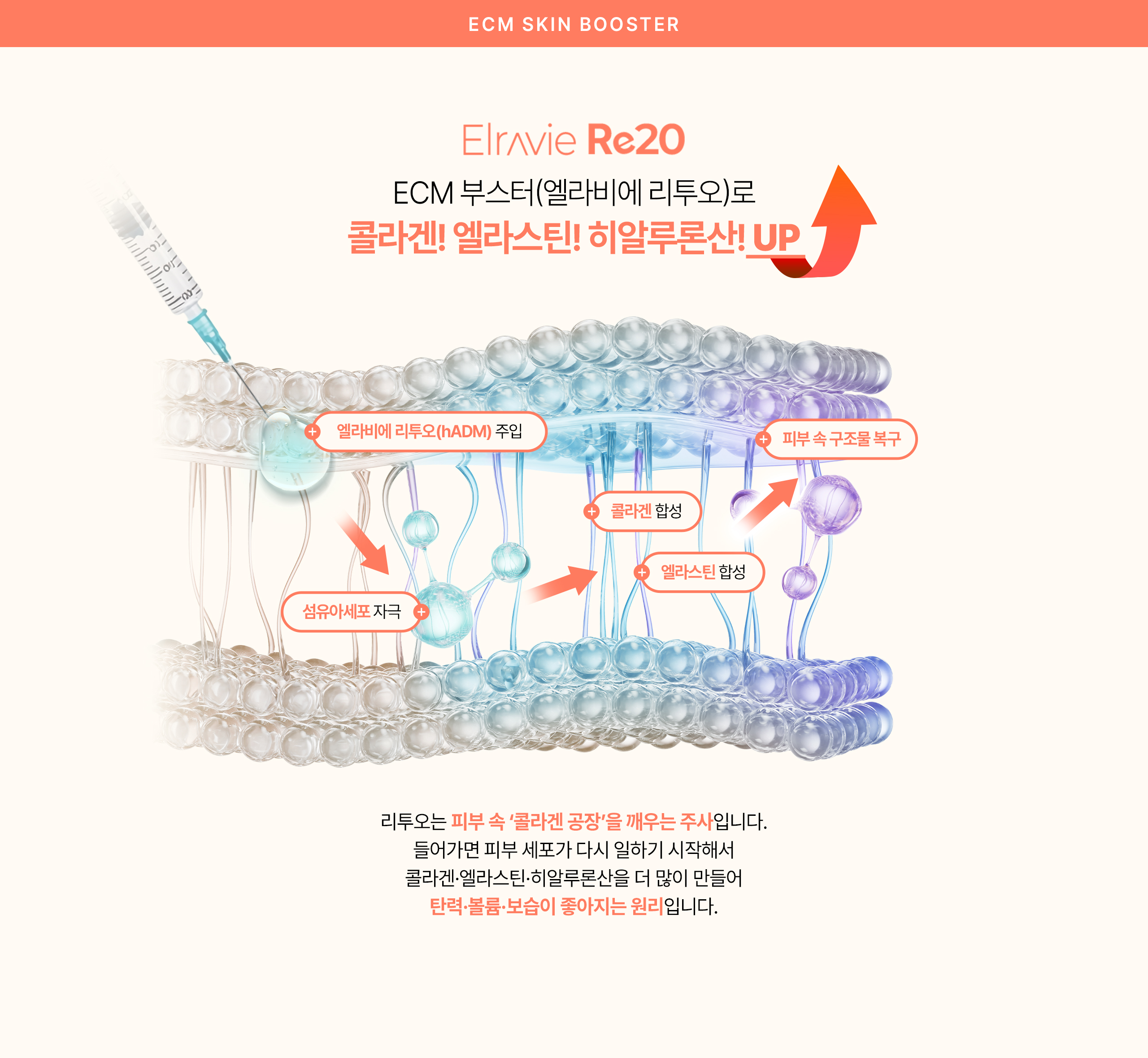 콜라겐,엘라스틴,히알루론산